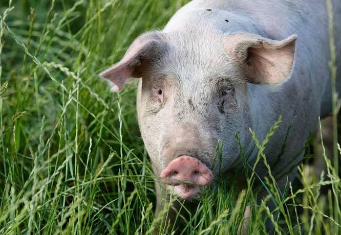 Pig