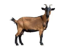 Goat