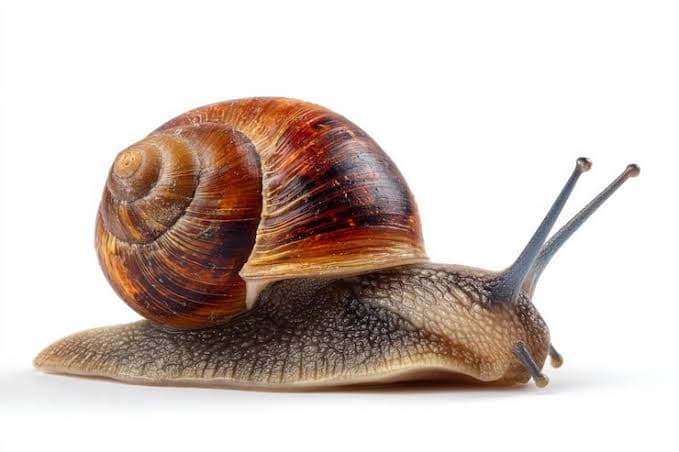 Snail